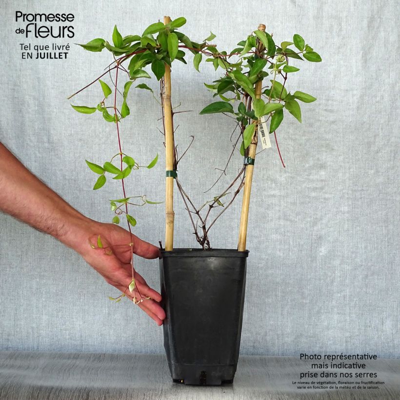 Exemplar von Clematis lanuginosa Nelly Moser - Waldrebe Topf mit 2L/3L wie im Sommer geliefert