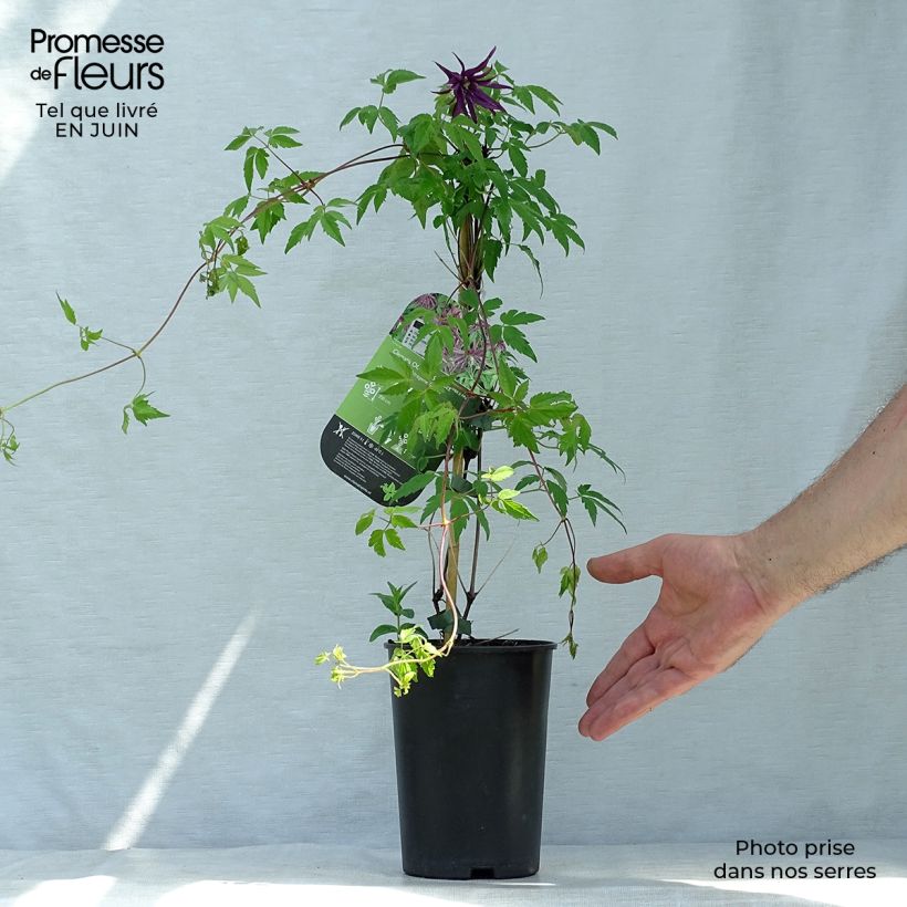 Exemplar von Waldrebe Octopus - Clematis Topf mit 2L/3L wie im Sommer geliefert