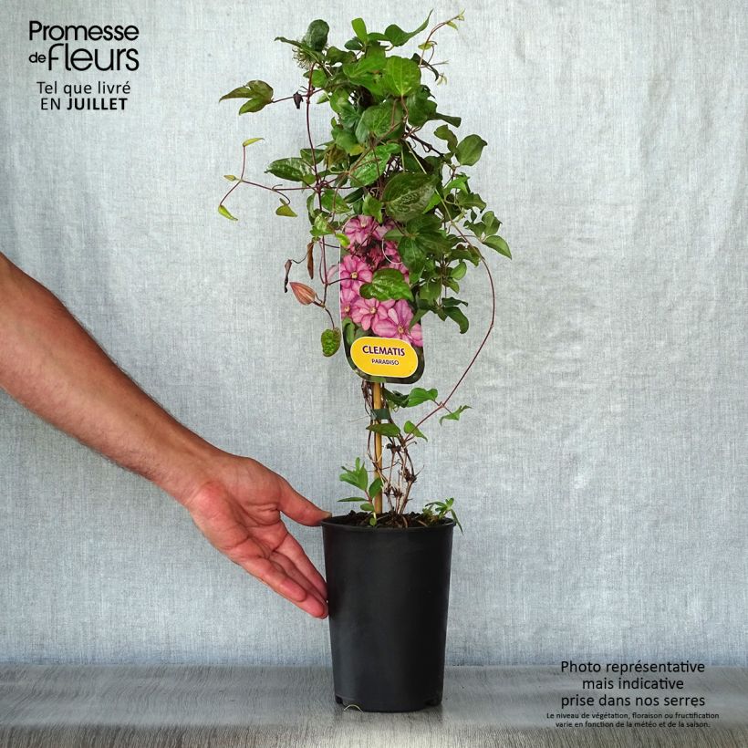 Exemplar von Waldrebe Paradiso - Clematis Topf mit 2L/3L wie im Sommer geliefert