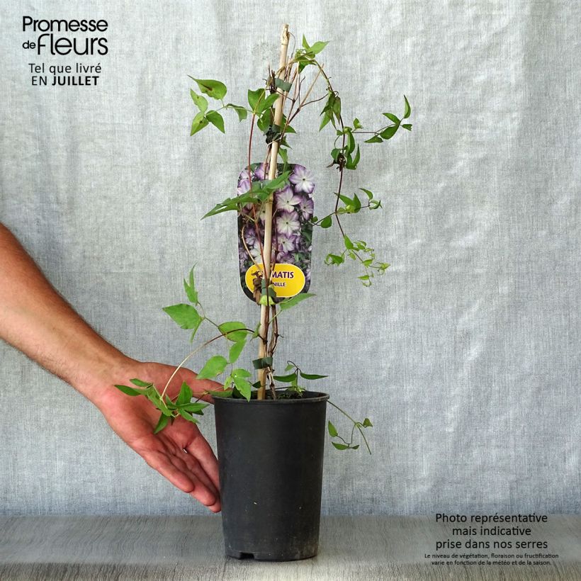Exemplar von Waldrebe Pernille - Clematis Topf mit 2L/3L wie im Sommer geliefert