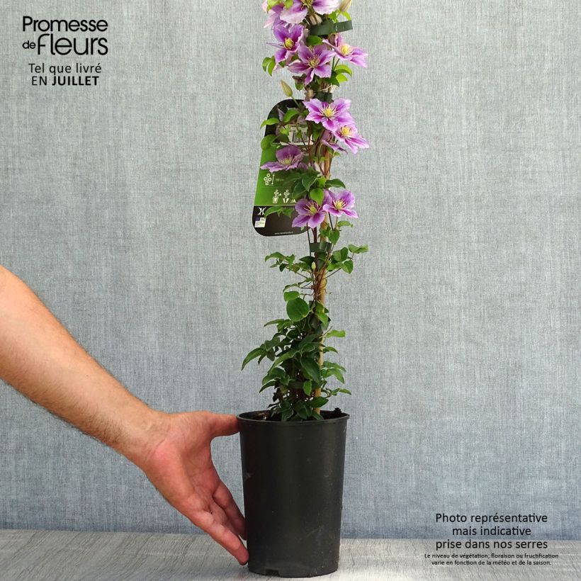 Exemplar von Waldrebe Piilu - Clematis Topf mit 2L/3L wie im Sommer geliefert