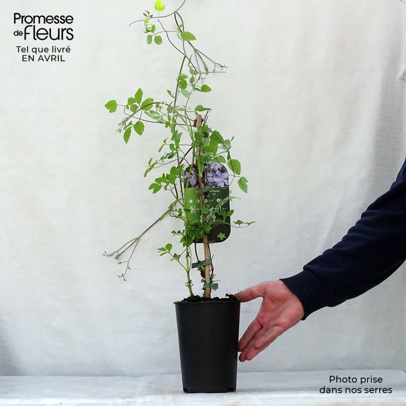 Exemplar von Waldrebe Prince Charles - Clematis Topf mit 2L/3L wie im Frühjahr geliefert