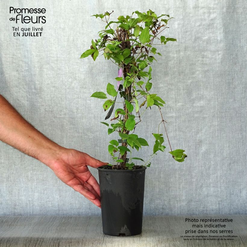 Exemplar von Waldrebe Proteus - Clematis Topf mit 2L/3L wie im Sommer geliefert