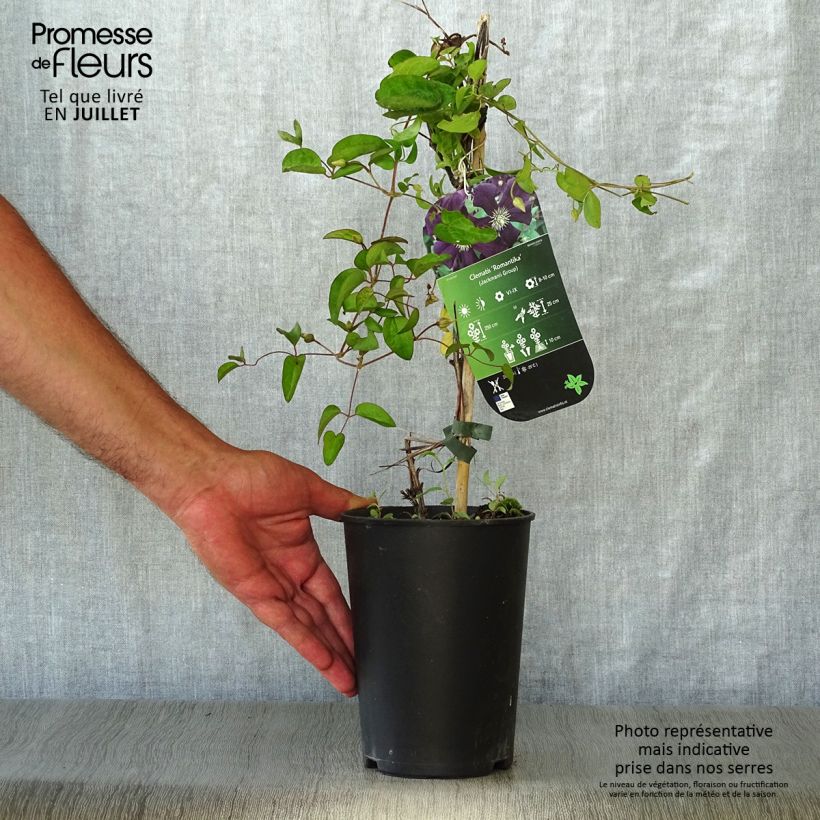 Exemplar von Waldrebe Romantika - Clematis Topf mit 2L/3L wie im Sommer geliefert