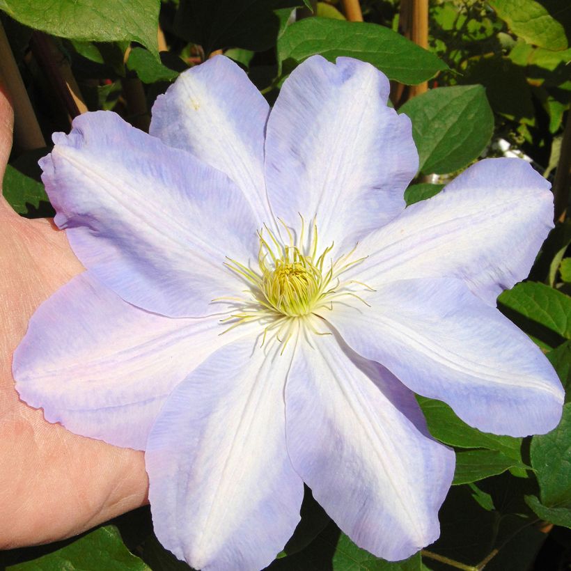 Waldrebe SUCCESS Lavender - Clematis (Blüte)
