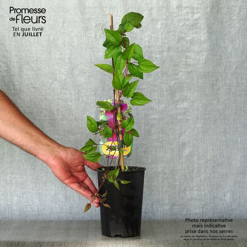 Exemplar von Waldrebe Star of Pakistan - Clematis Topf mit 2L/3L wie im Sommer geliefert