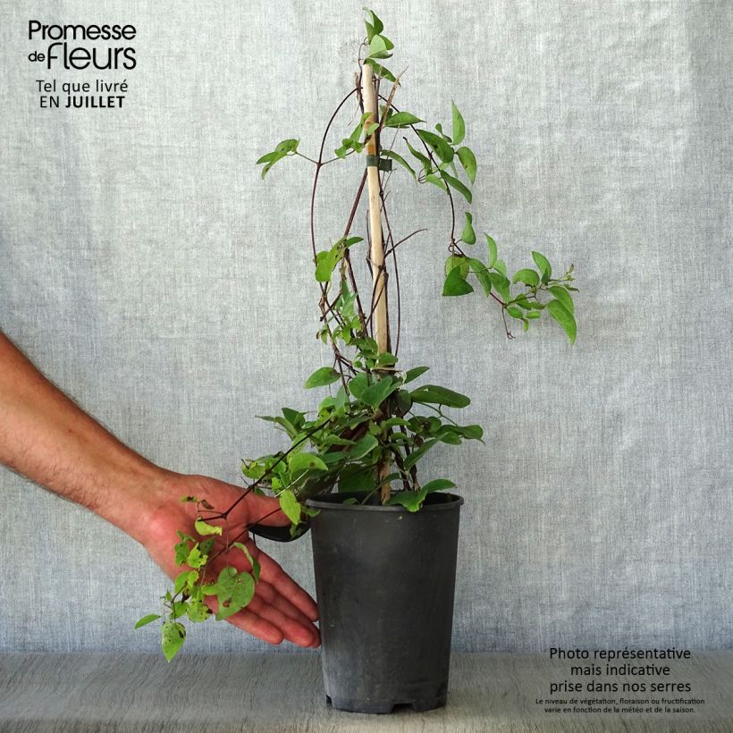 Exemplar von Clematis texensis Gravetye Beauty - Texas-Waldrebe Topf mit 2L/3L wie im Sommer geliefert