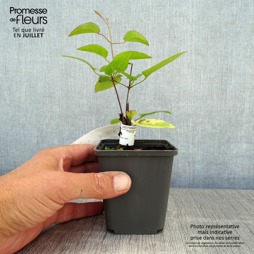 Exemplar von Waldrebe The President - Clematis Kleine Töpfe von 8/9 cm wie im Sommer geliefert