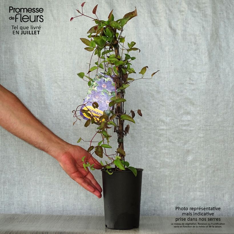 Exemplar von Waldrebe The President - Clematis Topf mit 2L/3L wie im Sommer geliefert