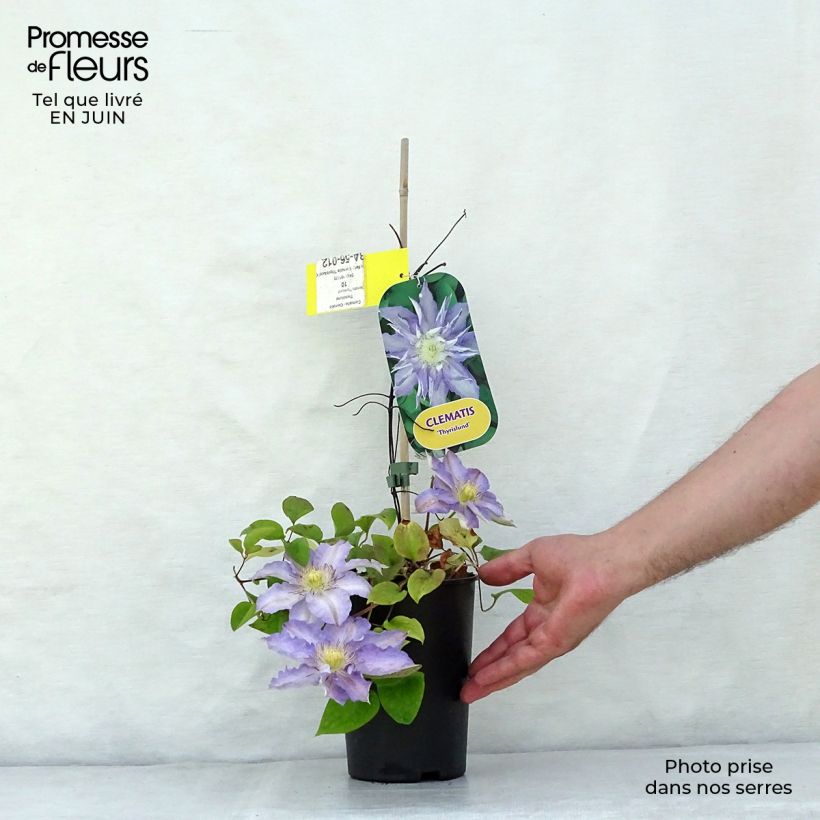 Exemplar von Waldrebe Thyrislund - Clematis Topf mit 1,5L/2L wie im Sommer geliefert