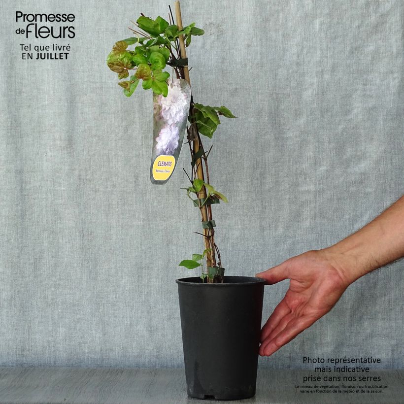 Exemplar von Waldrebe Veronica's Choice - Clematis Topf mit 2L/3L wie im Sommer geliefert