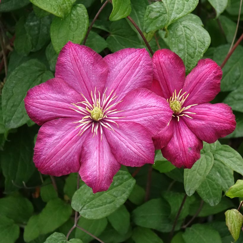 Waldrebe Ville de Lyon - Clematis (Blüte)