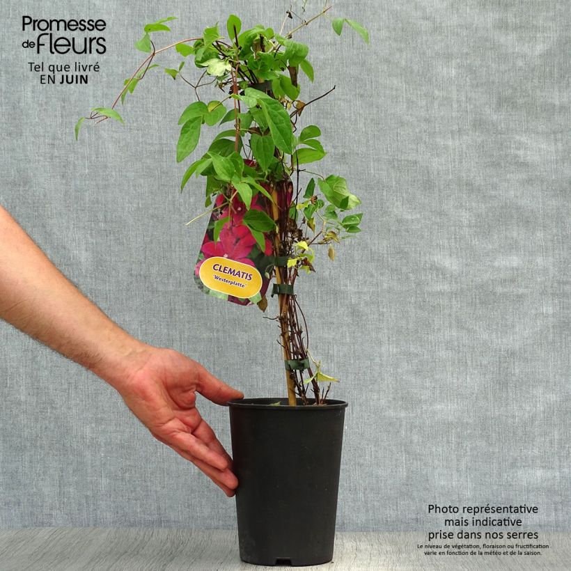 Exemplar von Waldrebe Westerplatte - Clematis Topf mit 2L/3L wie im Sommer geliefert