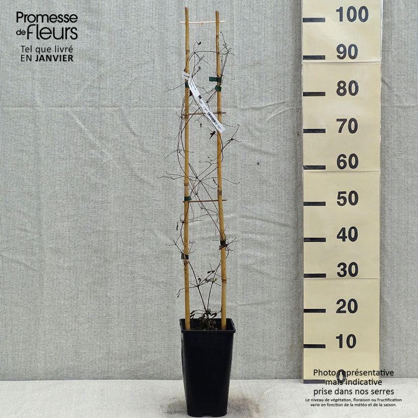 Exemplar von Waldrebe Will Goodwin - Clematis Topf mit 2L/3L wie im Winter geliefert