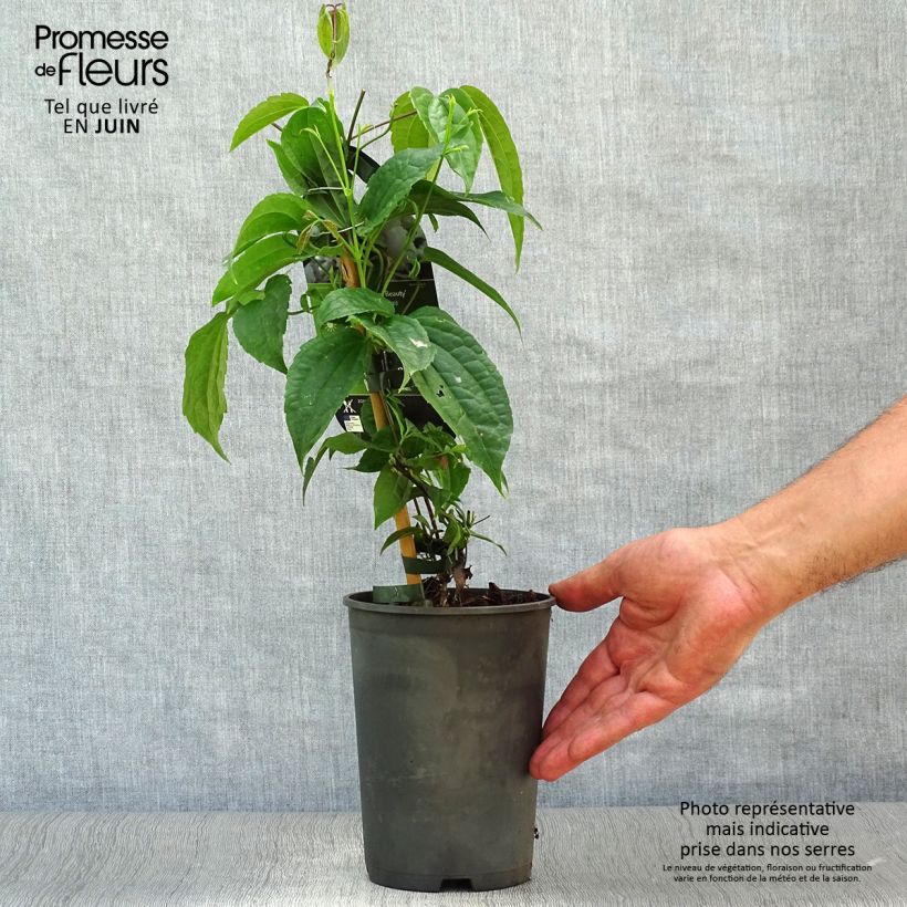 Exemplar von Clematis urophylla Winter Beauty - Waldrebe Topf mit 2L/3L wie im Sommer geliefert