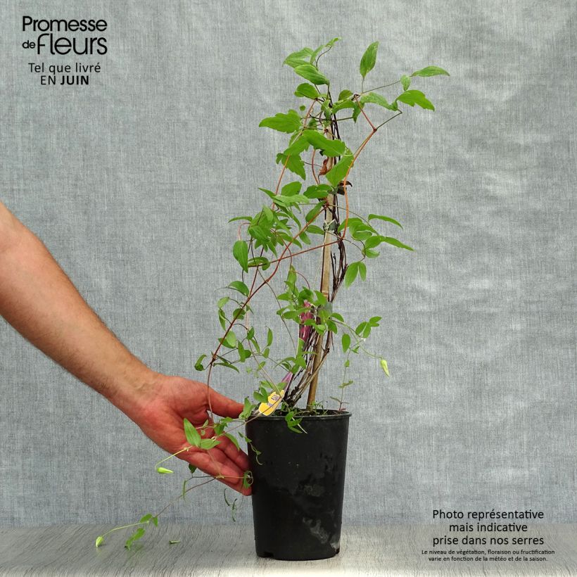 Exemplar von Waldrebe Wonderful - Clematis Topf mit 2L/3L wie im Sommer geliefert