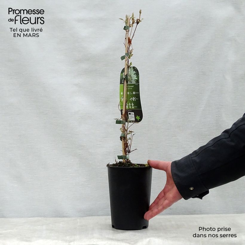 Exemplar von Waldrebe Yukiokoshi - Clematis Topf mit 2L/3LGelieferte Höhe ca. 40/50cm wie im Frühjahr geliefert