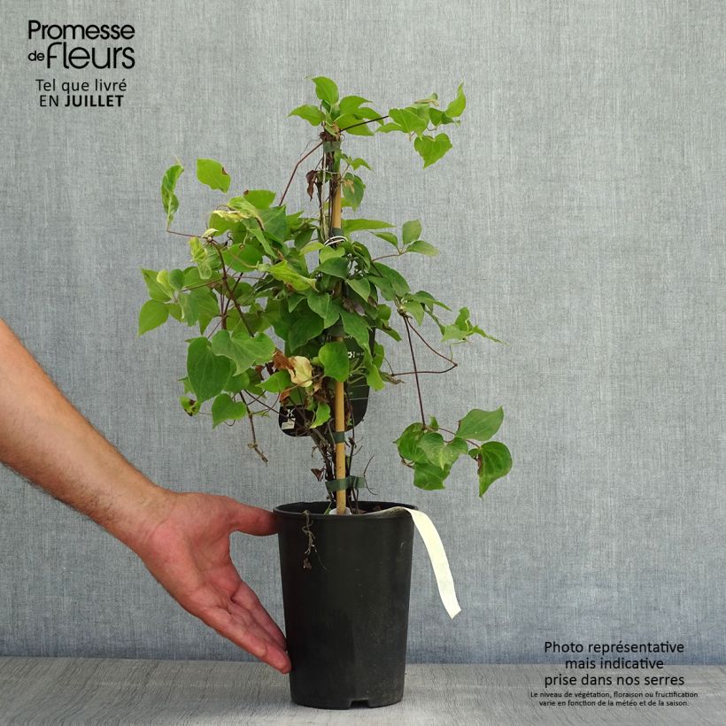 Exemplar von Waldrebe Yvette Houry - Clematis Topf mit 1,5L/2L wie im Sommer geliefert