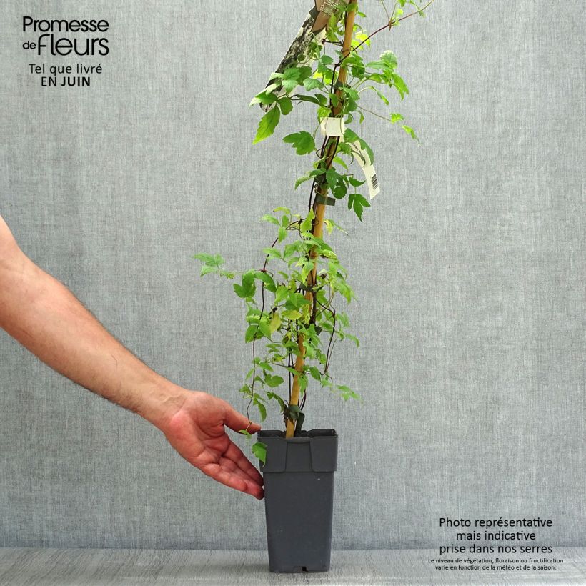 Exemplar von Waldrebe Ocean Pearl - Clematis Topf mit 2L/3L wie im Sommer geliefert