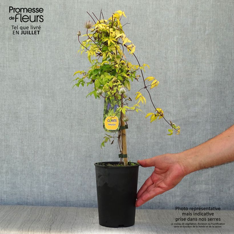 Exemplar von Waldrebe Stolwijk Gold - Clematis Topf mit 2L/3L wie im Sommer geliefert