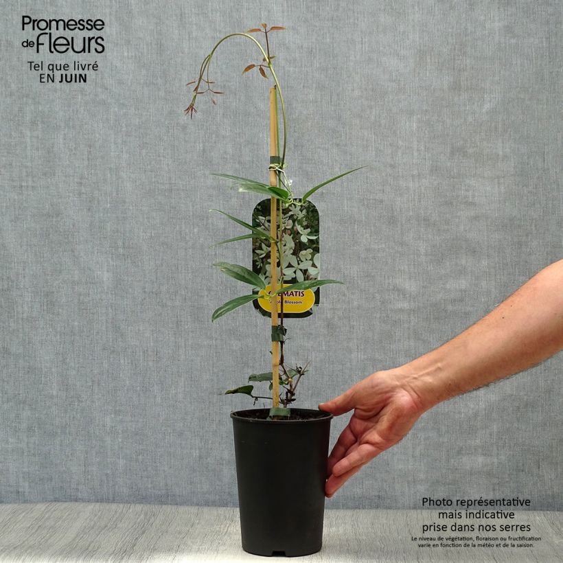 Exemplar von Clematis armandii Apple Blossom - Immergrüne Waldrebe Topf mit 2L/3L wie im Sommer geliefert