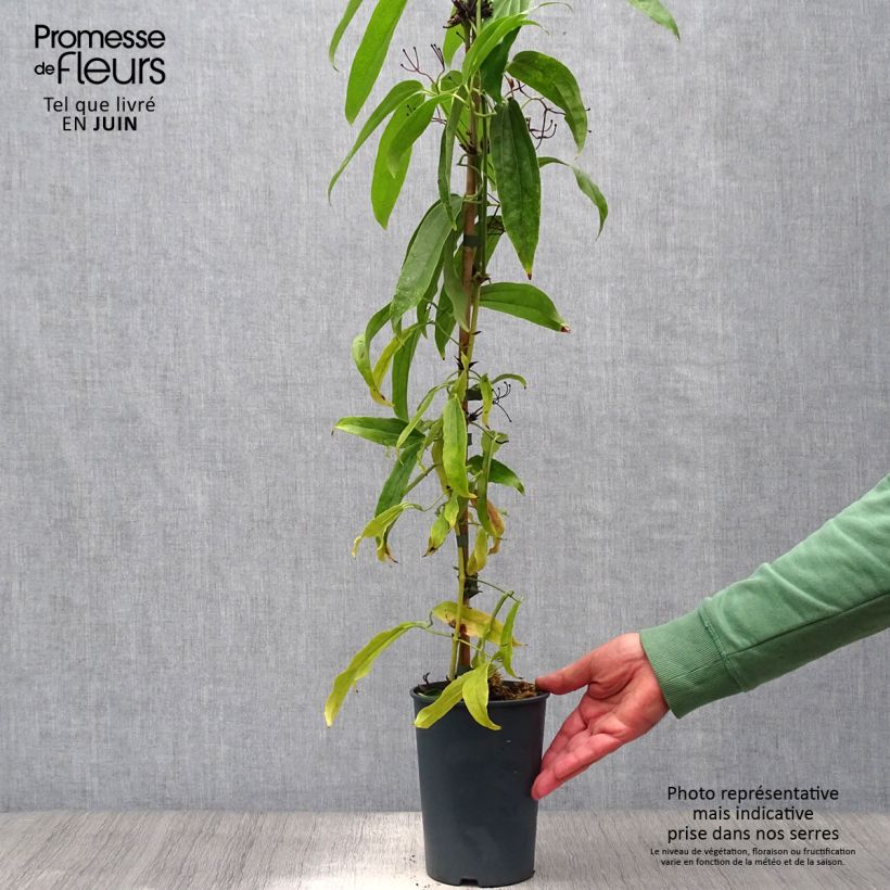 Exemplar von Clematis armandii - Immergrüne Waldrebe Topf mit 2L/3L wie im Sommer geliefert