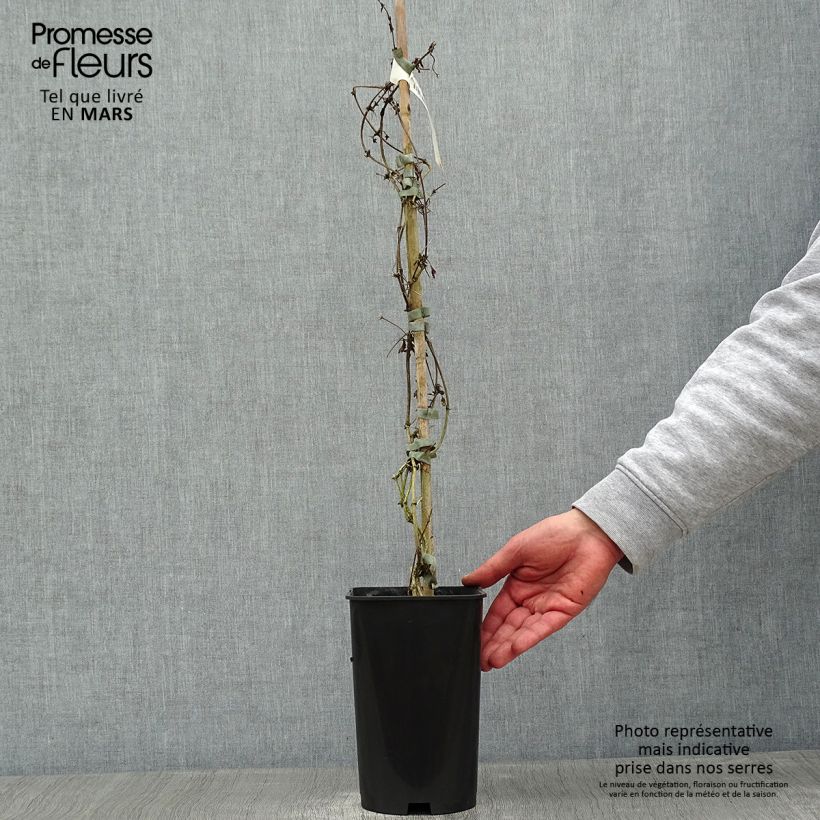 Exemplar von Clematis cirrhosa Balearica - Waldrebe Topf mit 2L/3L wie im Winter geliefert