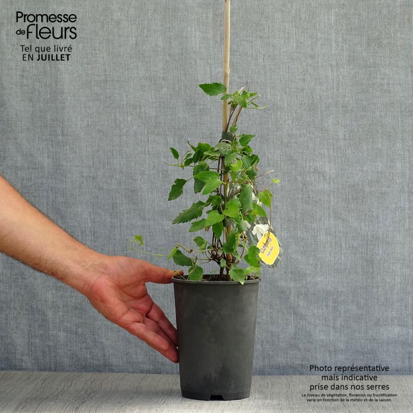 Exemplar von Clematis cirrhosa Jingle Bells - Waldrebe Topf mit 2L/3L wie im Sommer geliefert