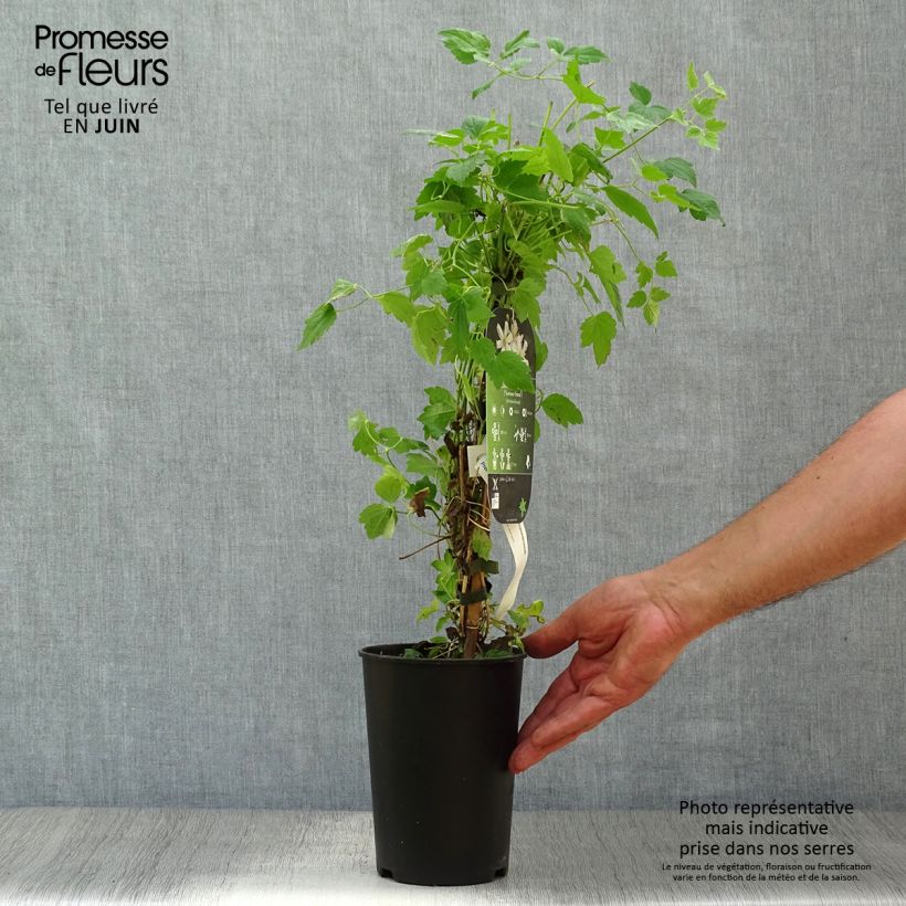 Exemplar von Clematis fargesii Summersnow - Waldrebe Topf mit 2L/3L wie im Sommer geliefert