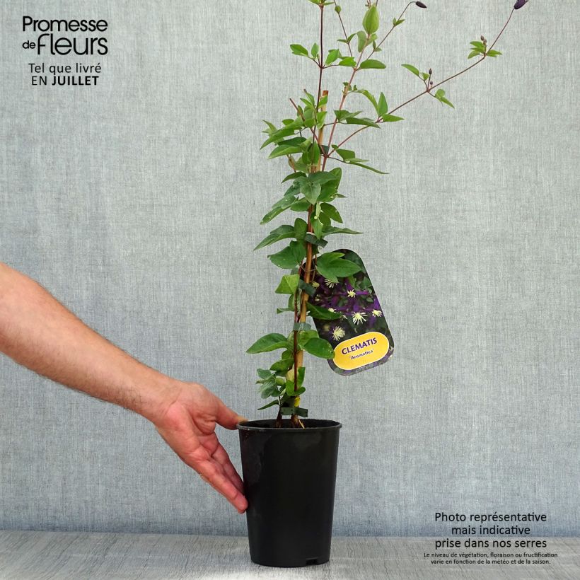 Exemplar von Clematis flammula Aromatica - Waldrebe Topf mit 2L/3L wie im Sommer geliefert