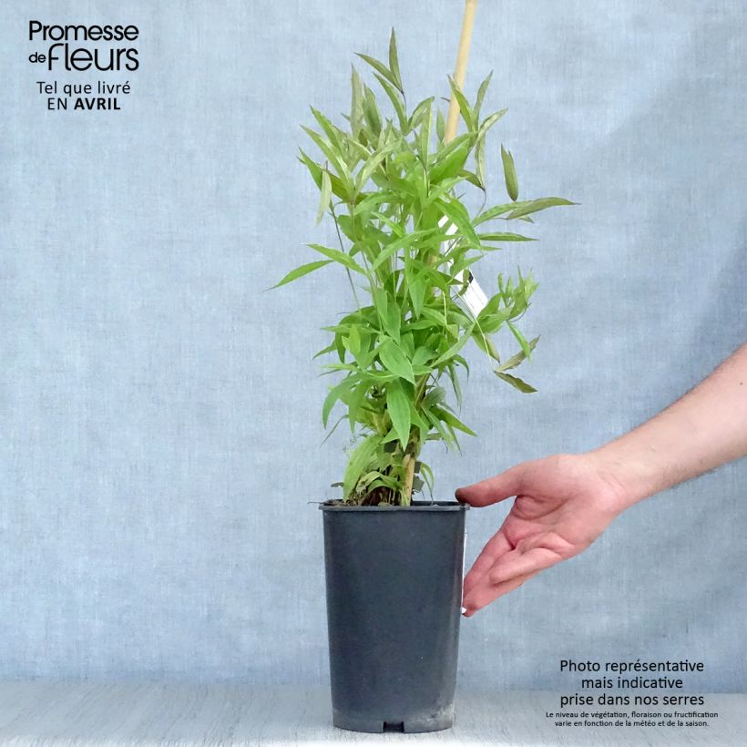 Exemplar von Clematis integrifolia Baby White - Stauden-Waldrebe Topf mit 2L/3LGelieferte Höhe ca. 60/70cm wie im Frühjahr geliefert