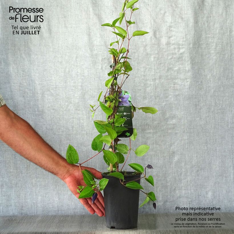 Exemplar von Clematis integrifolia Durandii - Stauden-Waldrebe Topf mit 2L/3L wie im Sommer geliefert