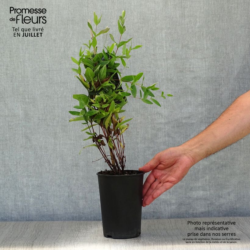 Exemplar von Clematis integrifolia - Stauden-Waldrebe Topf mit 2L/3L wie im Sommer geliefert