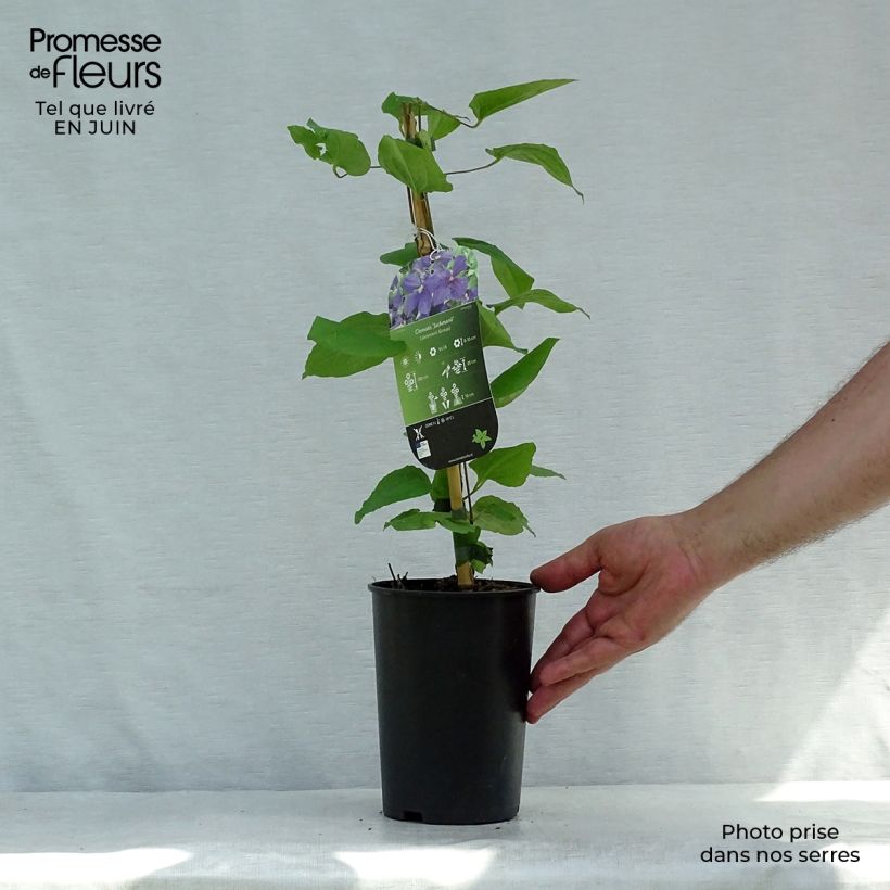 Exemplar von Clematis jackmanii - Waldrebe Topf mit 2L/3L wie im Sommer geliefert