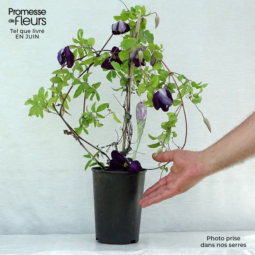 Exemplar von Clematis jackmanii Purpurea - Waldrebe Topf mit 2L/3L wie im Sommer geliefert