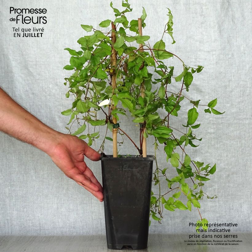Exemplar von Clematis jackmanii Superba - Waldrebe Topf mit 2L/3L wie im Sommer geliefert