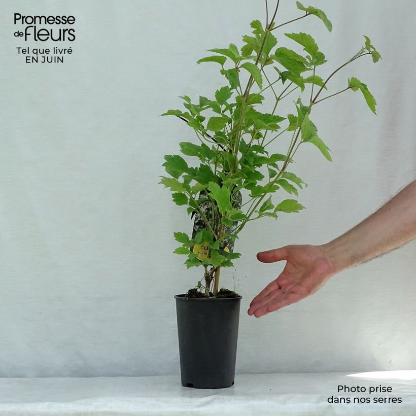Exemplar von Clematis jouiniana Robert Brydon - Waldrebe Topf mit 2L/3L wie im Sommer geliefert