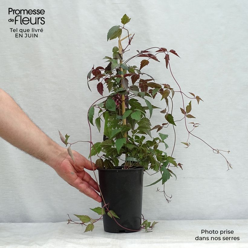 Exemplar von Clematis montana Freda - Berg-Waldrebe Topf mit 2L/3L wie im Sommer geliefert
