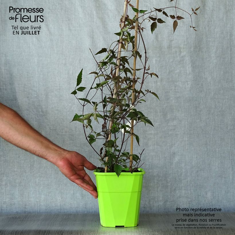 Exemplar von Clematis montana Rosebud - Berg-Waldrebe Topf mit 3L/4L wie im Sommer geliefert