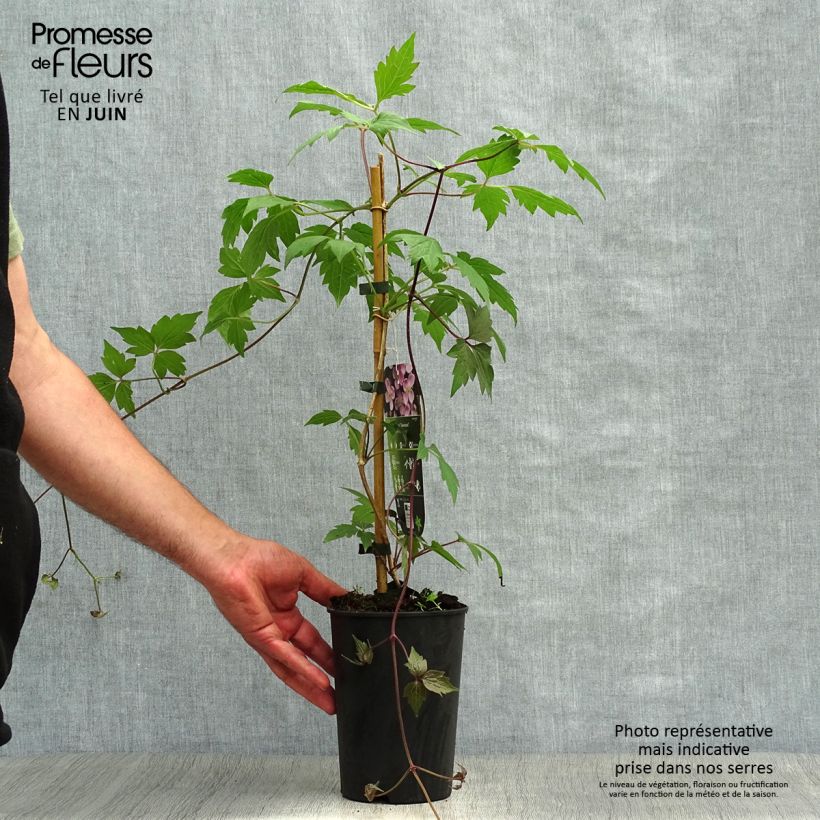 Exemplar von Waldrebe Sanssouci - Clematis Topf mit 2L/3L wie im Sommer geliefert
