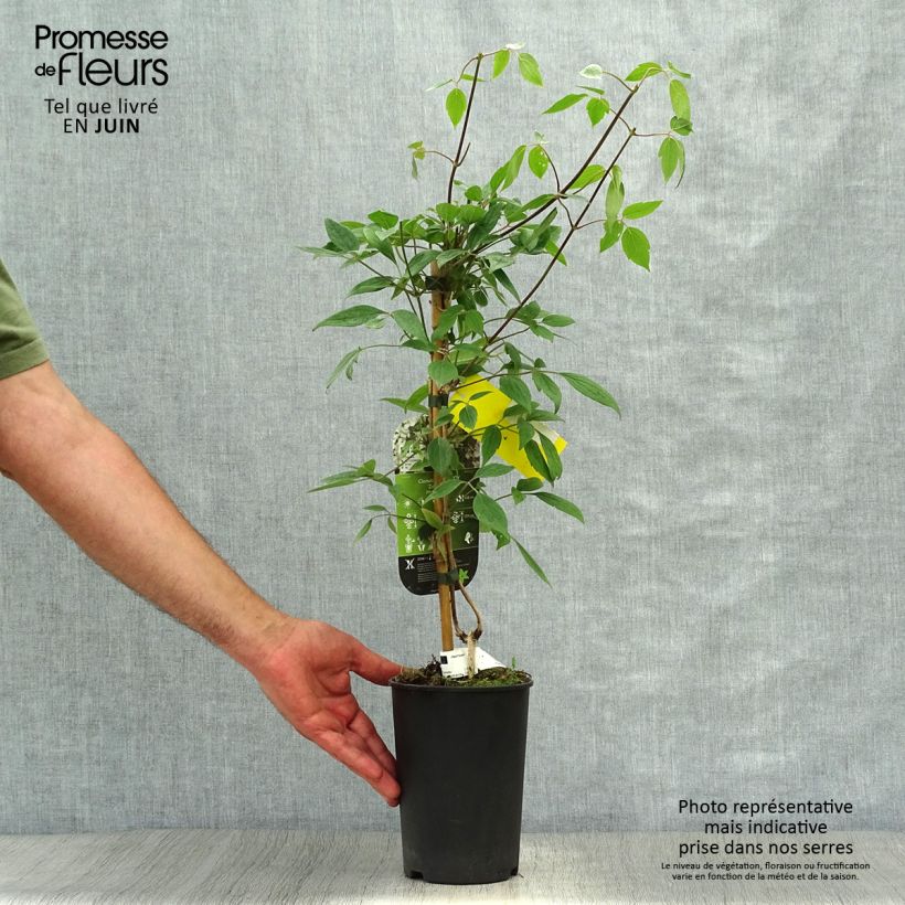 Exemplar von Clematis montana Spring Joy - Berg-Waldrebe Topf mit 2L/3L wie im Sommer geliefert