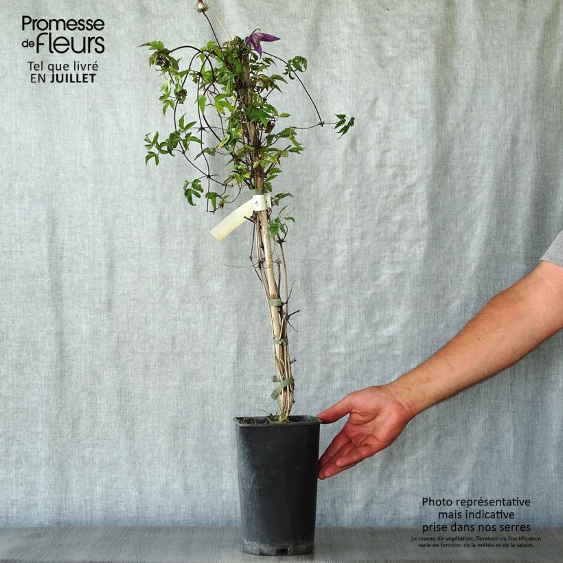 Exemplar von Waldrebe Tage Lundell - Clematis Topf mit 2L/3L wie im Sommer geliefert