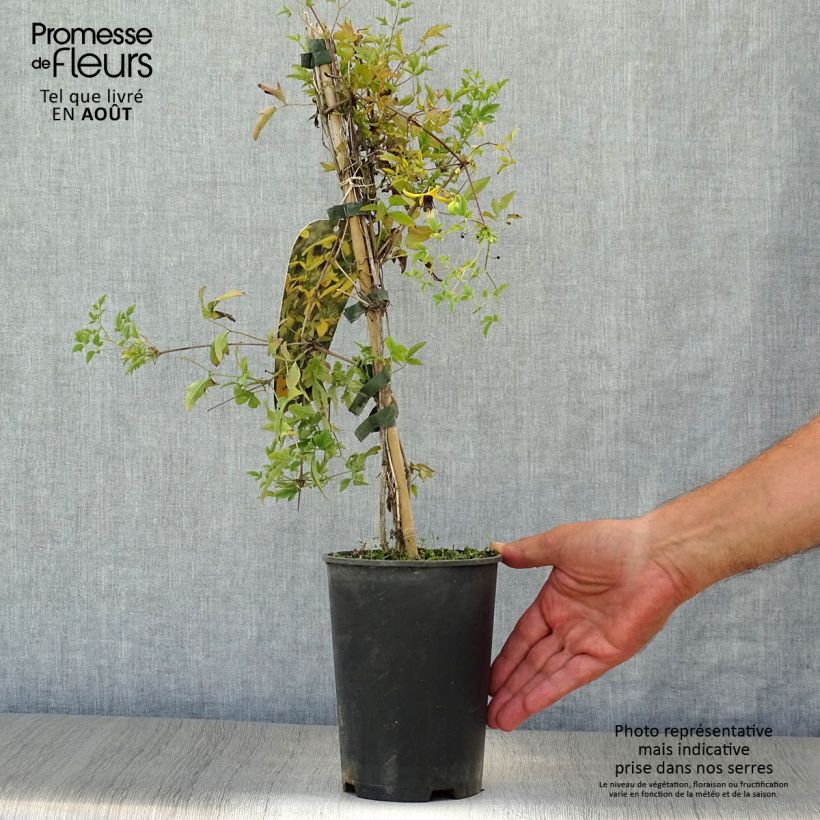 Exemplar von Clematis tangutica Golden Harvest - Gold-Waldrebe Topf mit 2L/3L wie im Sommer geliefert