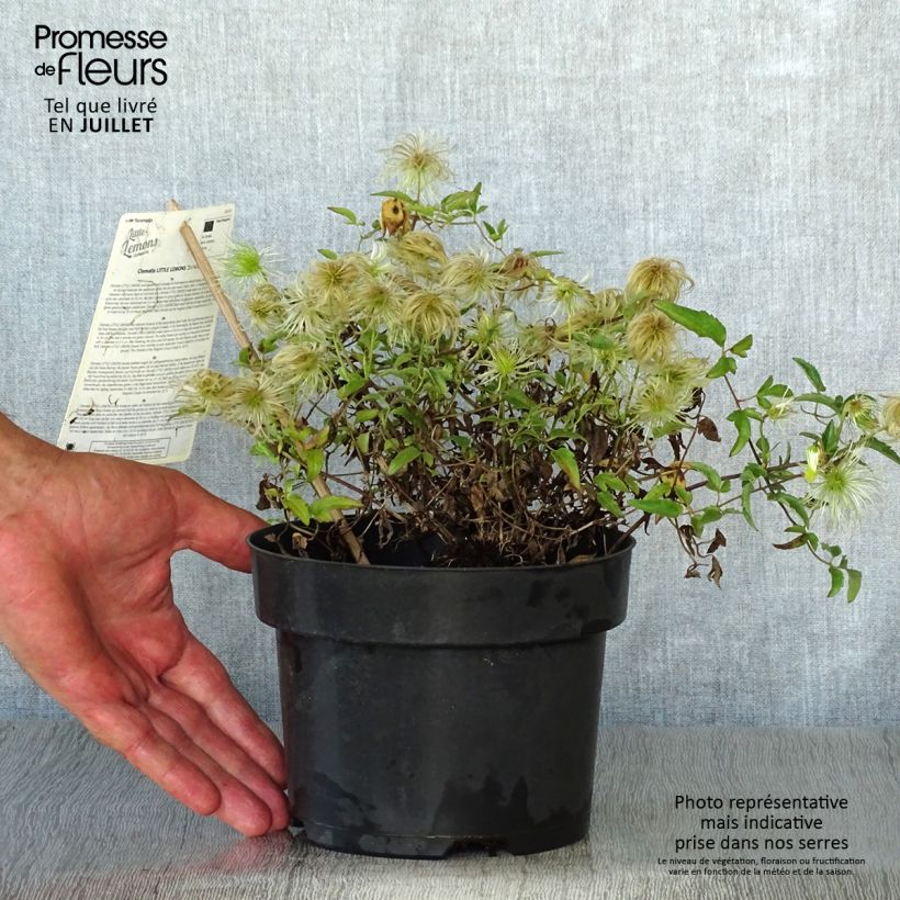 Exemplar von Clematis tangutica Little Lemons - Gold-Waldrebe Topf mit 2L/3L wie im Sommer geliefert