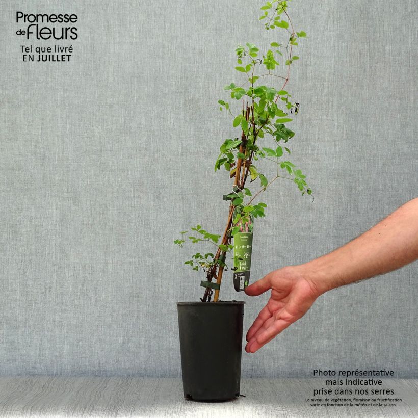 Exemplar von Clematis texensis Odoriba - Texas-Waldrebe Topf mit 2L/3L wie im Sommer geliefert
