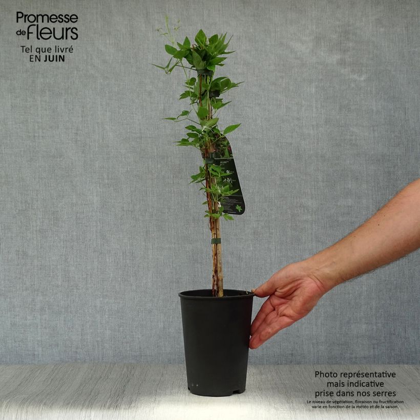 Exemplar von Clematis texensis Prince William - Texas-Waldrebe Topf mit 2L/3L wie im Sommer geliefert