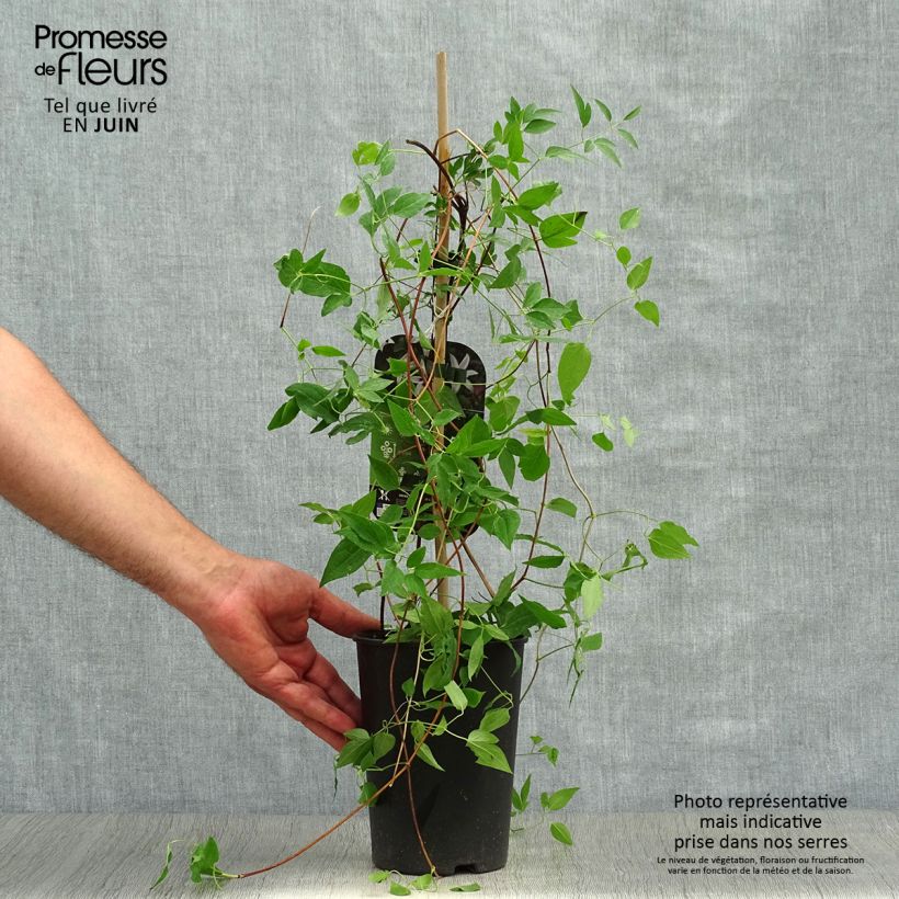 Exemplar von Clematis texensis Princess Kate - Texas-Waldrebe Topf mit 2L/3L wie im Sommer geliefert
