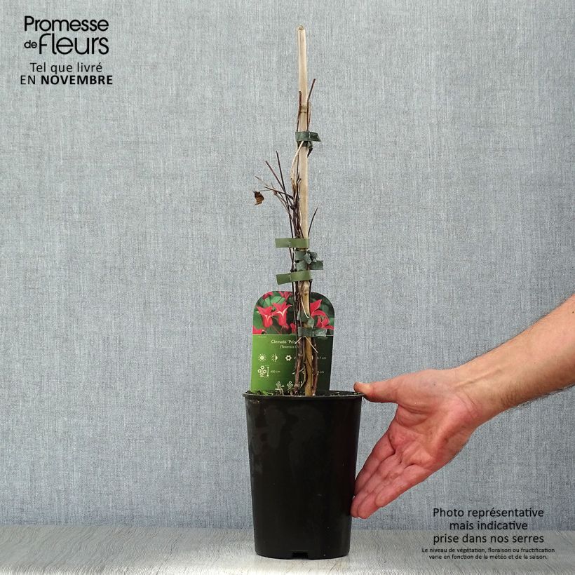 Exemplar von Clematis texensis Princess Diana - Texas-Waldrebe Topf mit 1,5L/2L wie im Herbst geliefert