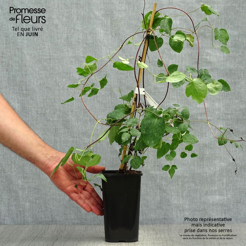 Exemplar von Clematis texensis Queen Maxima - Texas-Waldrebe Topf mit 1,5L/2L wie im Sommer geliefert