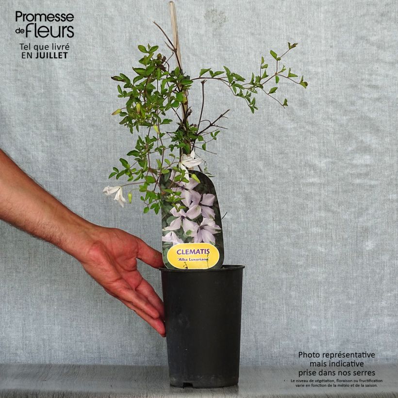 Exemplar von Clematis viticella Alba Luxurians - Waldrebe Topf mit 2L/3L wie im Sommer geliefert